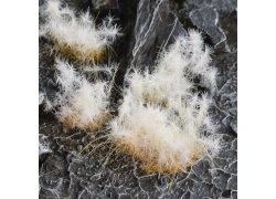 Spikey Winter (12mm)